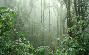 Monteverde Costa Rica Cloud Forest